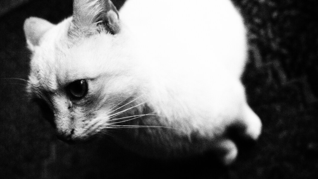 If your cat did OLD, what profile picture would she/he use?