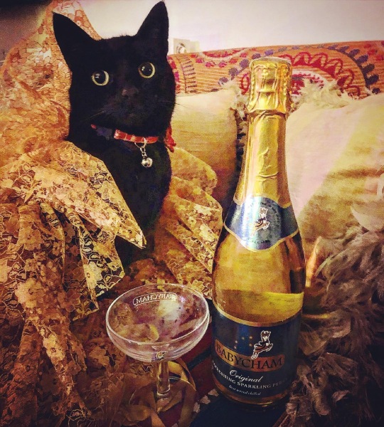 If your cat did OLD, what profile picture would she/he use?