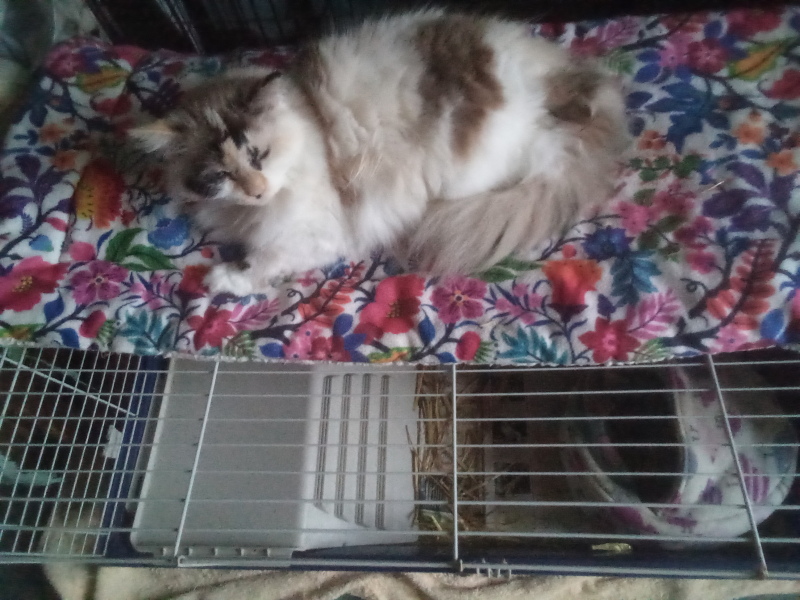 Trick or Cat Treat? The Excellent Cats do Halloween