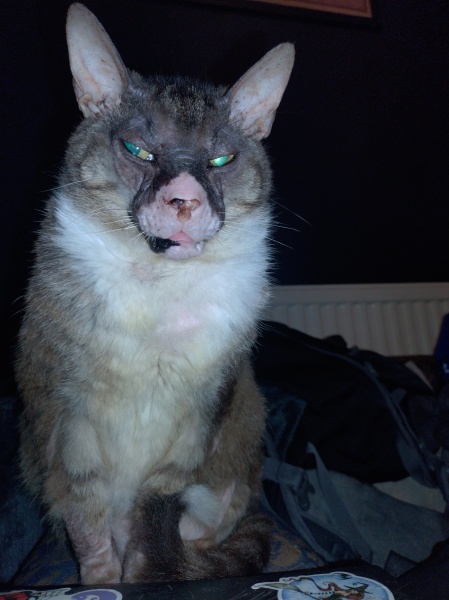 Trick or Cat Treat? The Excellent Cats do Halloween