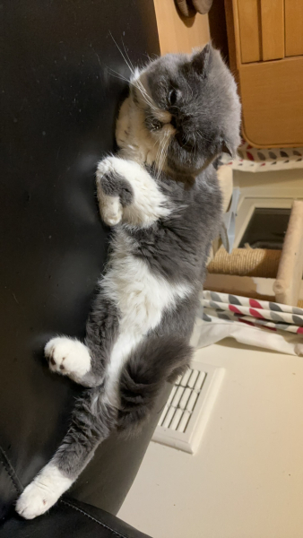 Tart cat.