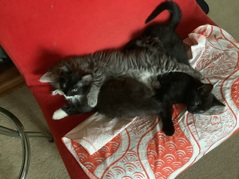 Trick or Cat Treat? The Excellent Cats do Halloween