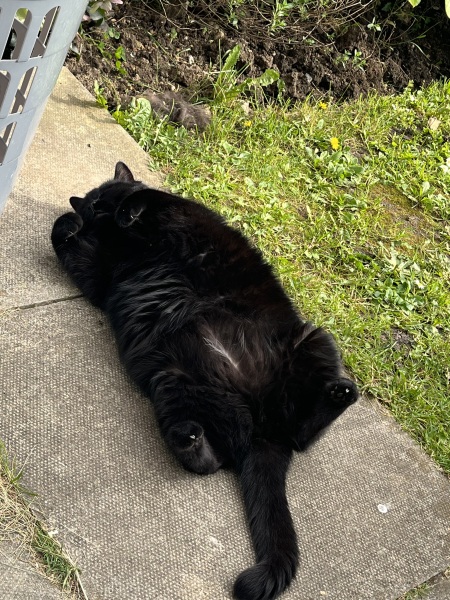 Tart cat.