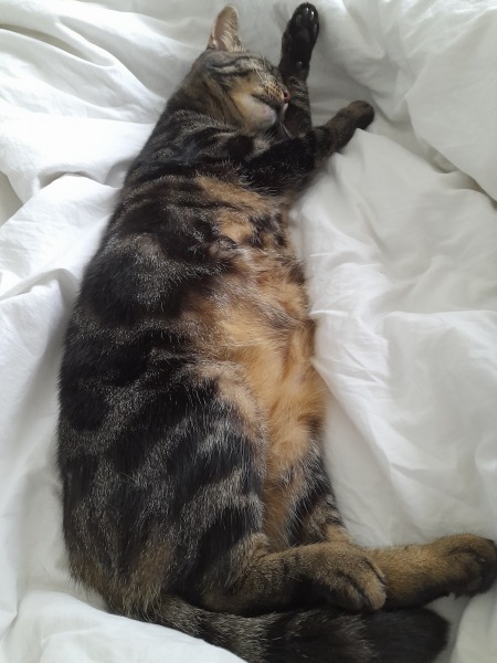 If your cat did OLD, what profile picture would she/he use?