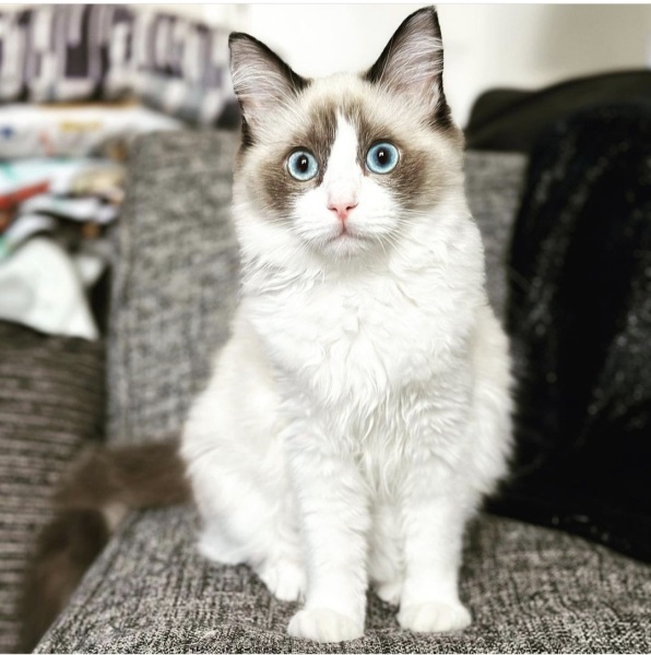 If your cat did OLD, what profile picture would she/he use?