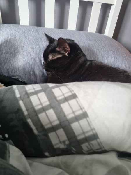 Why doesn't my cat want to go to bed?