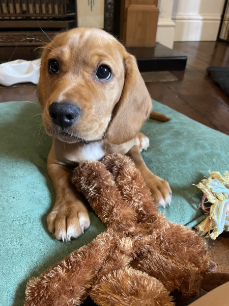 Adolescent Dog Survival Thread - Bark the Herald, furry angels sing!