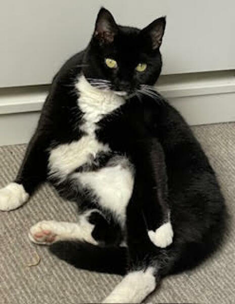 If your cat did OLD, what profile picture would she/he use?