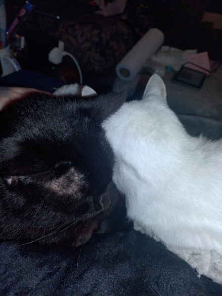 Trick or Cat Treat? The Excellent Cats do Halloween