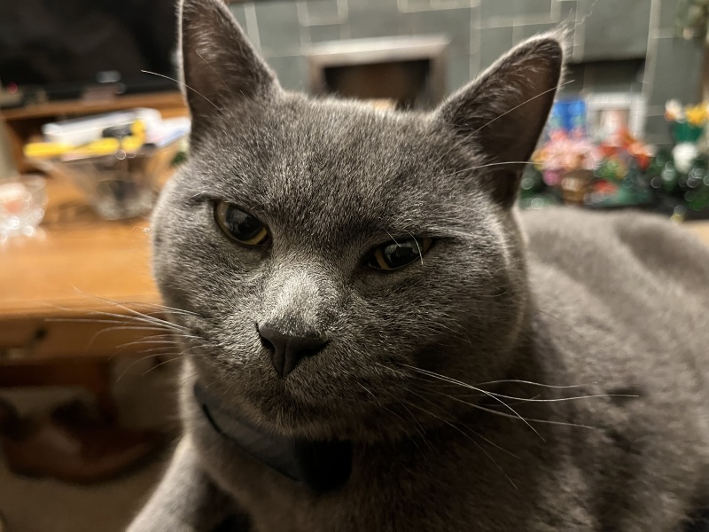 Trick or Cat Treat? The Excellent Cats do Halloween