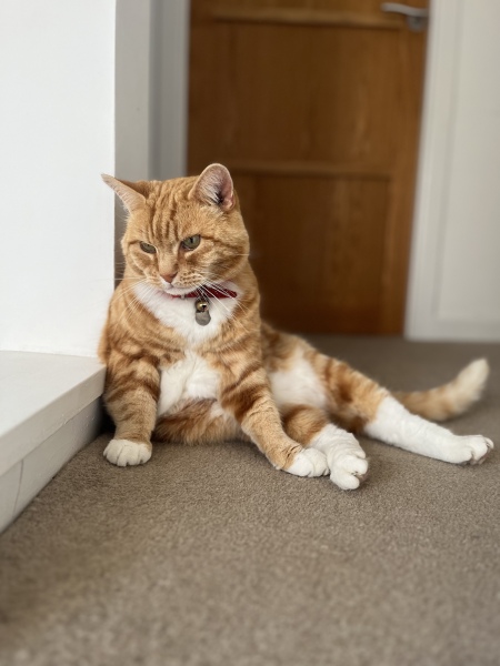 If your cat did OLD, what profile picture would she/he use?