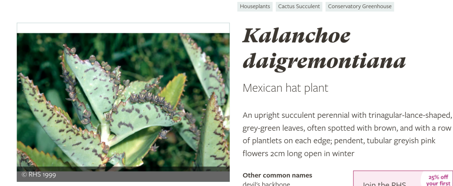 Autumn leaves, crackling fires, quokkas and puffins at the Bluestocking.