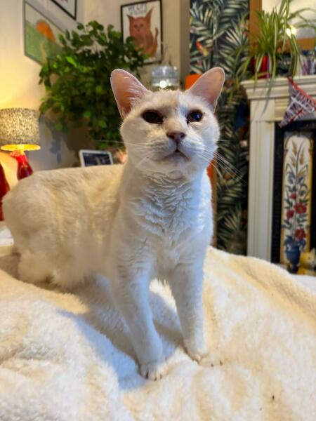 If your cat did OLD, what profile picture would she/he use?