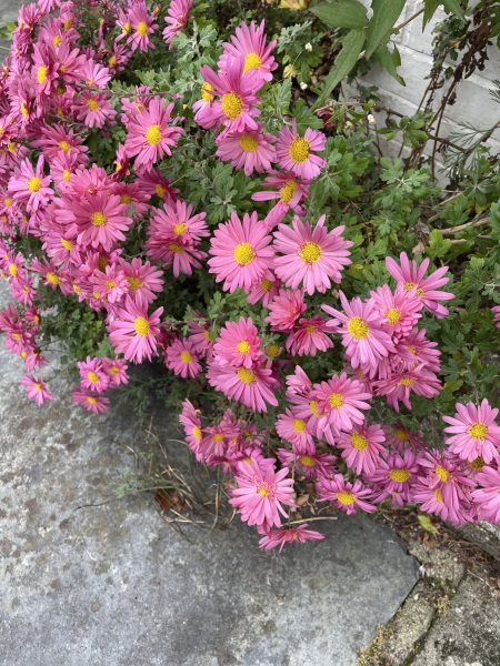 Flowering in November?? Can you help me ID?