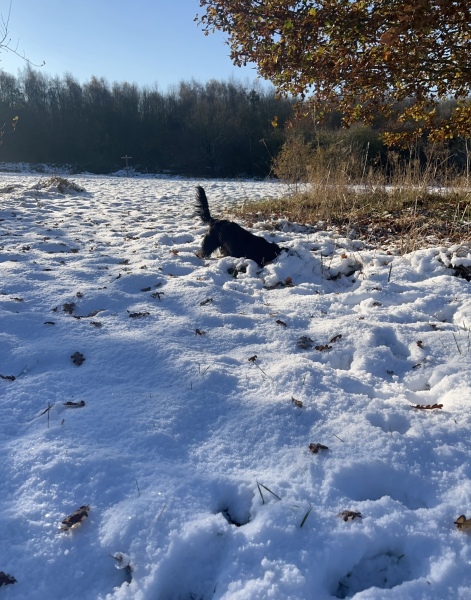 Adolescent Dog Survival...Sharing Tips & Tails