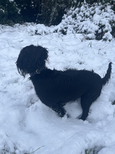 Adolescent Dog Survival...Sharing Tips & Tails
