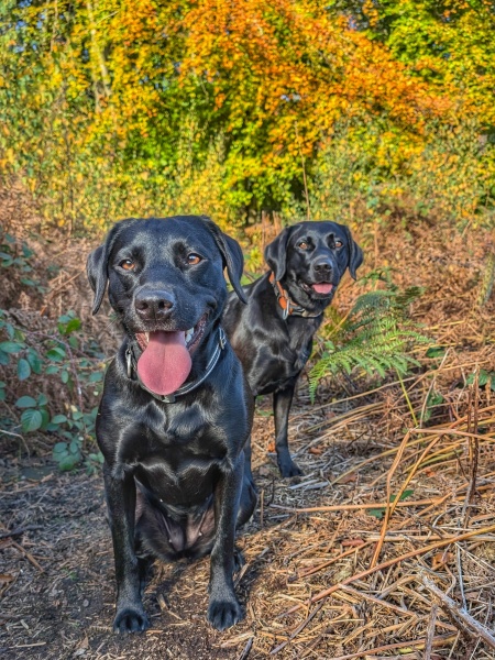 Which breed?
