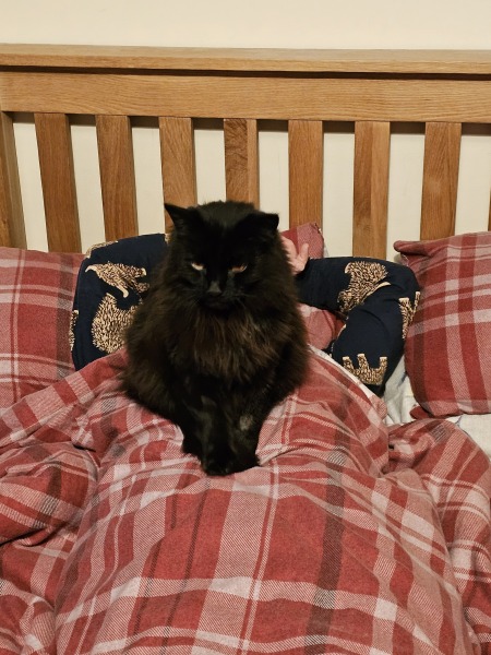 Trick or Cat Treat? The Excellent Cats do Halloween