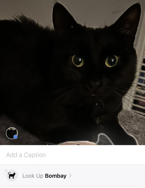 If your cat did OLD, what profile picture would she/he use?