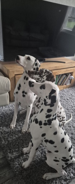 Mounjaro August starters thread 8