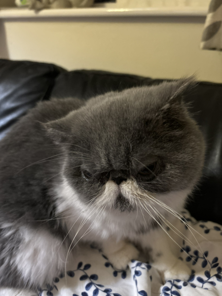 Magnificent Moustaches