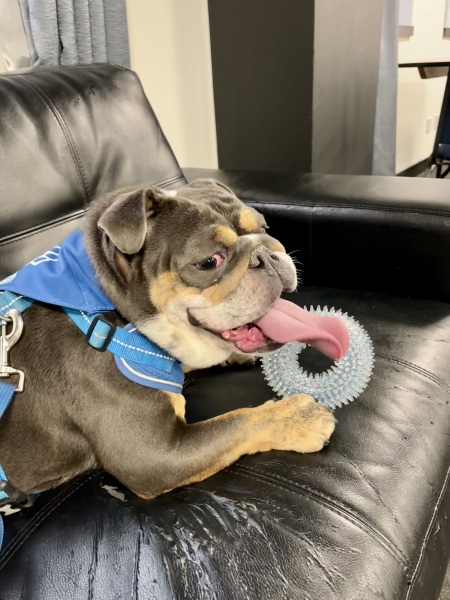 Thread 11 Starmer: Will that Phone Call Be To Harris or to Trump? (the decidedly superior looking cats thread)