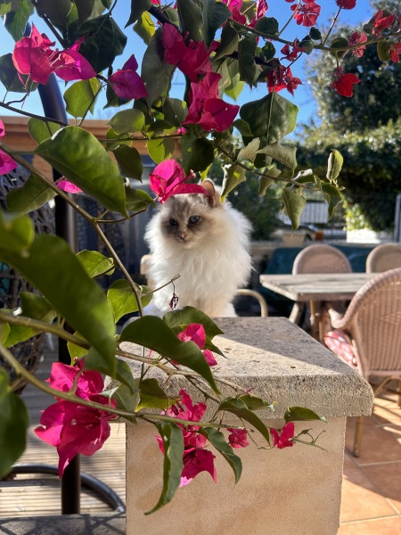 If your cat did OLD, what profile picture would she/he use?