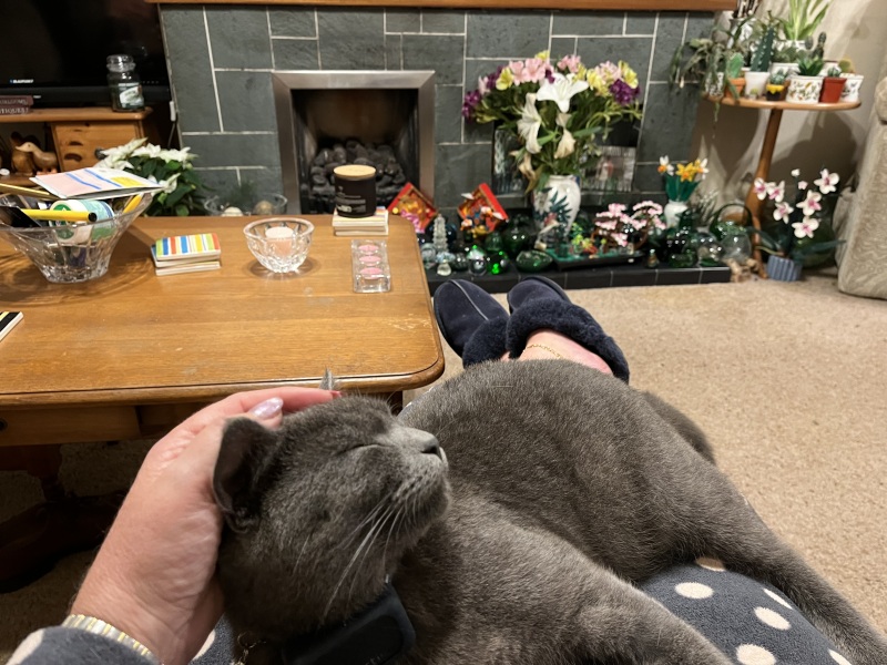 Trick or Cat Treat? The Excellent Cats do Halloween