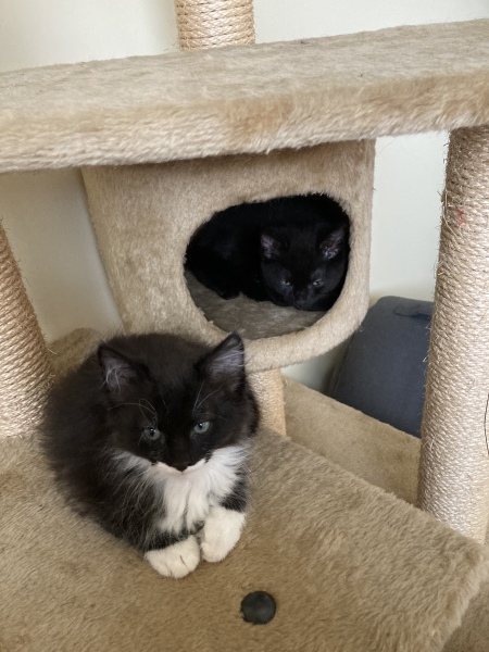 Trick or Cat Treat? The Excellent Cats do Halloween