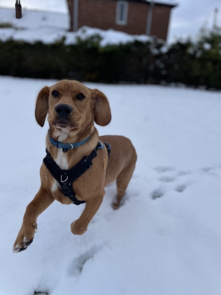 Adolescent Dog Survival...Sharing Tips & Tails
