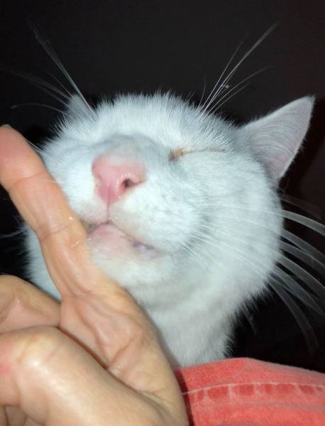 Does your cat do this?