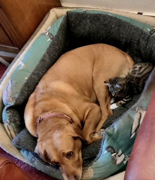 Trick or Cat Treat? The Excellent Cats do Halloween