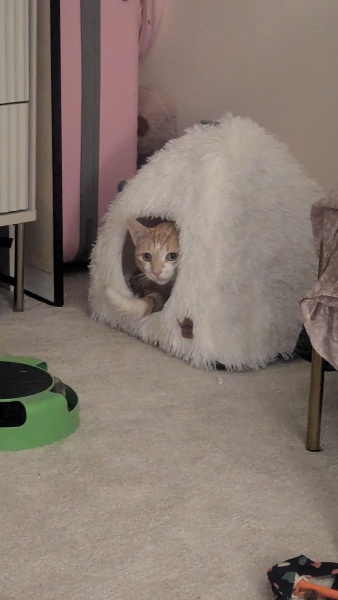 Question about Heated Cat Pads
