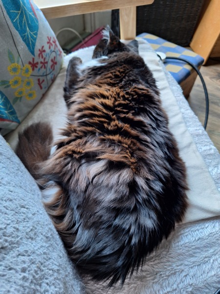 Question about Heated Cat Pads