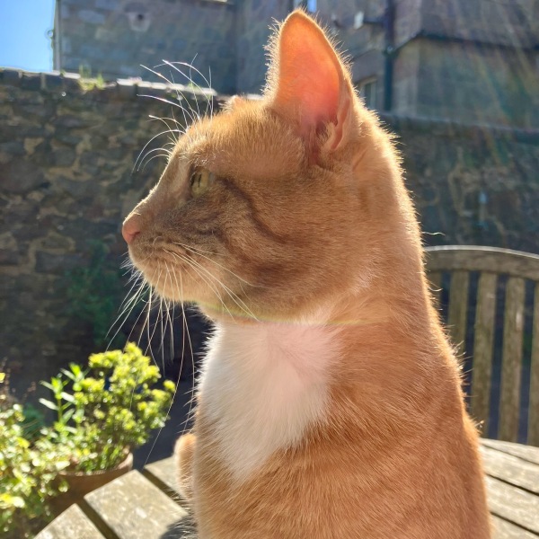 If your cat did OLD, what profile picture would she/he use?