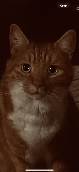 If your cat did OLD, what profile picture would she/he use?