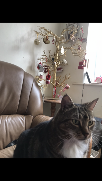 Tinsel, Glitter and Baubles - the Excellent Cats prepare to knock Everything off your Christmas Tree