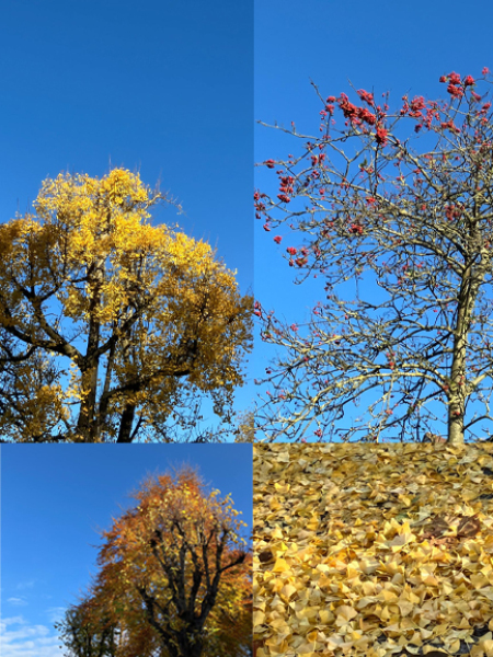 The Nigel Slater Christmas Chronicles Readalong 2024 Part 2