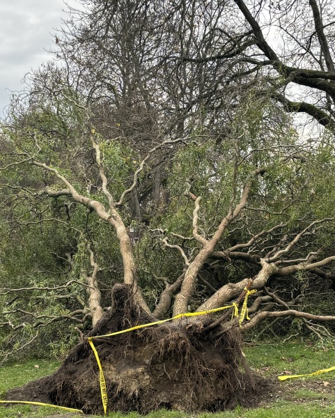 Come and tell me your dull and unexciting news 31: Calmly through the day