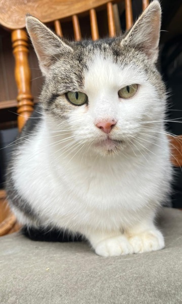 If your cat did OLD, what profile picture would she/he use?