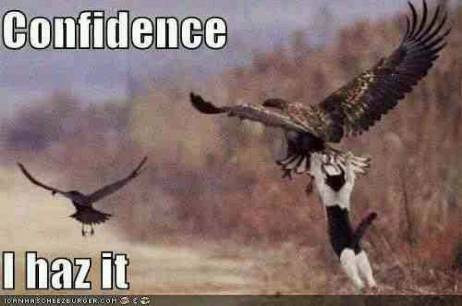 My owner won't let me eat birds anymore