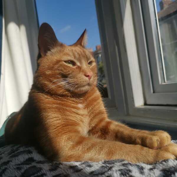 If your cat did OLD, what profile picture would she/he use?