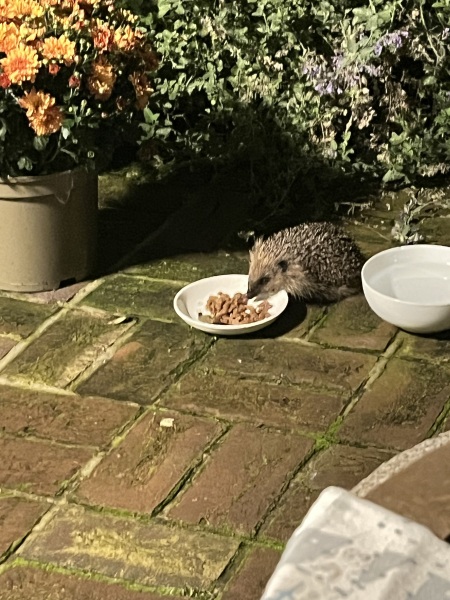 Hedgehogs, death and depression