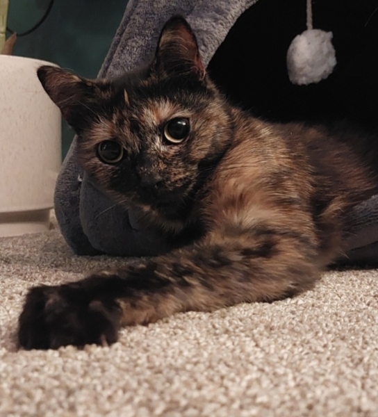 Help name our cat!
