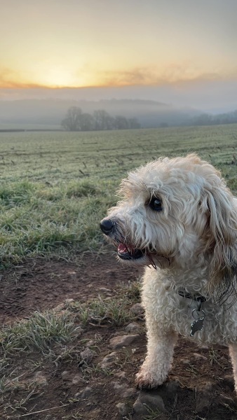 October’s dog of the month: Share your autumn dog photos & win £100 prize bundle!