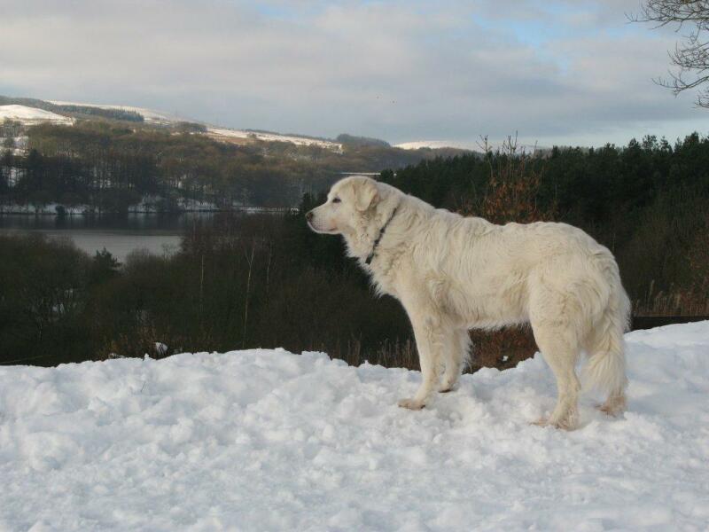 Adolescent Dog Survival Thread - Bark the Herald, furry angels sing!