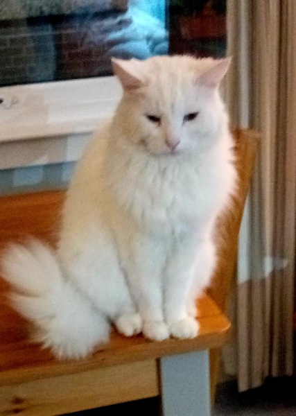 If your cat did OLD, what profile picture would she/he use?