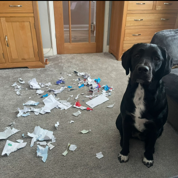 Which dog?