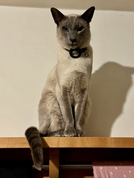 If your cat did OLD, what profile picture would she/he use?