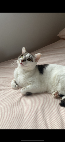 If your cat did OLD, what profile picture would she/he use?